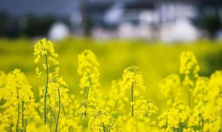 油菜花是由什么组成的? 油菜花属于什么花