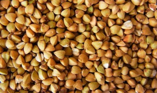 荞麦和大米一起煮饭可以吗 荞麦和什么搭配煮粥好