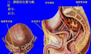 耻骨是哪个部位 带你了解它的作用