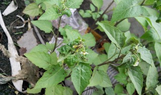 臭花菜煮水功效与作用 有这些功效与作用