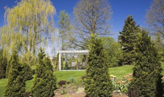 适合种在后院的树种 送给需要的你