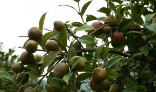 茶籽树的种植与管理 了解一下