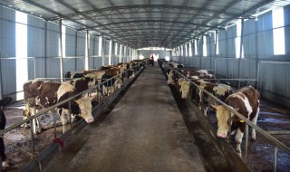 养殖执照办理的方法 如何申领养殖执照