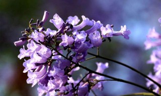 蓝花楹种子怎么种 简单介绍一下