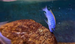 钓黑鲷鱼钩离水底多少厘米才合适? 教你钓黑鲷鱼钩离水底多少厘米才合适