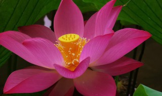 隰有荷华山有扶苏意思（“山有扶苏,隰有荷华”）