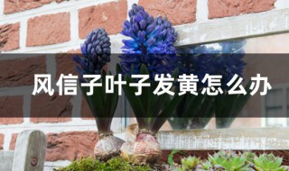 风信子黄叶怎么办 风信子黄叶怎么办视频