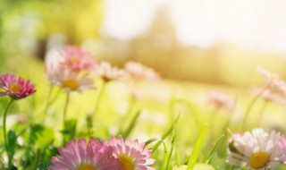 春天来了作文300字（春天来了作文300字左右）