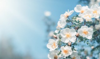 找春天作文 找春天作文二年级下册