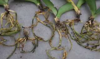 蝴蝶兰出现根腐烂怎么办呢（蝴蝶兰出现烂根现象怎么办）