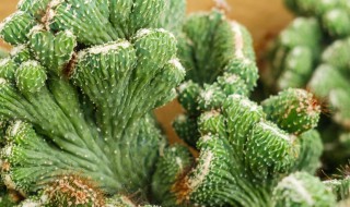 山影拳的养殖方法 山影拳的养殖方法和注意事项