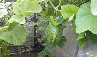 房顶种瓜的方法和技巧（楼顶可以种瓜好不好）