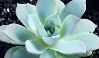 多肉植物叶片发皱怎么办 多肉植物叶子变皱应该怎么办