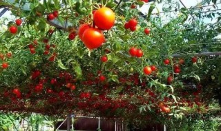 水培番茄的方法 水培番茄的种植方法