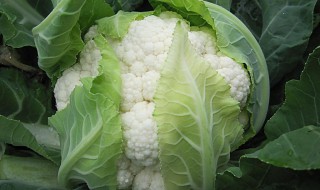 冬季菜花的家庭保存方法 菜花冬季怎么保存