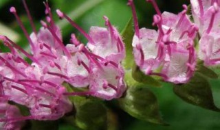 香薷是什么（香薷是什么科）