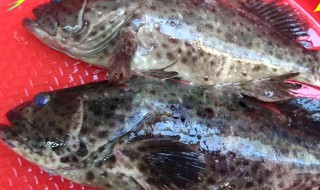 冷冻青石斑鱼怎么做 冷冻青石斑鱼怎么做好