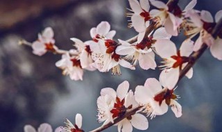 形容春天花的句子 形容春天花的句子唯美短文