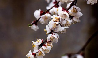 一陂春水绕花身是描写梅花的吗（一陂春水绕花身是描写梅花吗）