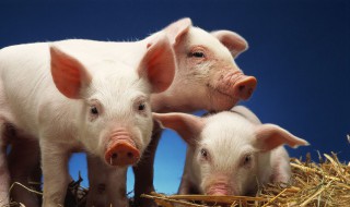 猪的寿命是多少年(一头母猪的寿命是多少年)