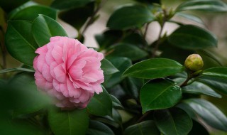 大型盆栽茶花的养殖方法 大型盆栽茶花的养殖方法视频