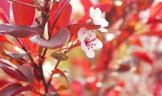 紫叶李的修剪技巧 紫叶李的修剪技巧图解