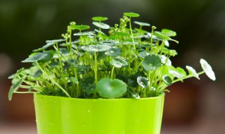 土养植物养殖技巧 种花如何养土