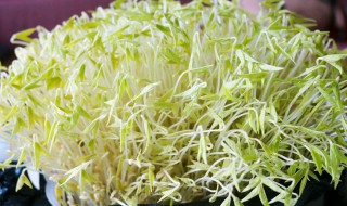 绿豆芽催芽技巧 绿豆芽如何快速发芽