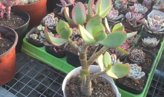 冬季叶插技巧（叶插小苗如何过冬）