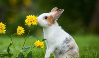 描写小兔子的句子 描写小兔子的句子100字