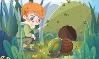 昆虫记有什么昆虫（昆虫记有什么昆虫具体）