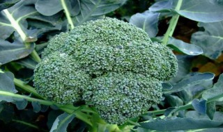 西兰花的生长环境 西兰花的生长环境要求