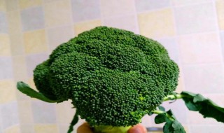 西兰花的生长过程（西兰花的生长过程图解）