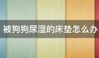 被狗狗尿湿的床垫怎么办（如何清理狗狗在床垫上的尿）