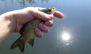冬季水库用蚯蚓钓鲤鱼方法 水库钓鲤鱼用蚯蚓好吗