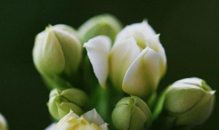 白色长寿花养殖方法和注意事项（白色长寿花养殖方法和注意事项图片）