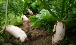 萝卜片怎么炒好吃 萝卜片怎么炒好吃又简单