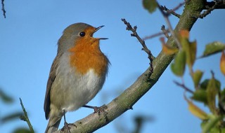 知更鸟是什么鸟（知更鸟是什么鸟的死因）