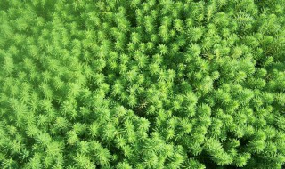 狐尾藻正确种植方法 狐尾藻种植需要泥土吗