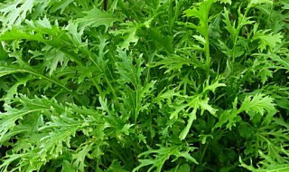 雪里蕻的营养价值 雪里蕻的营养价值与功效