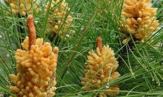 松花粉的营养价值 松花粉的营养价值和危害