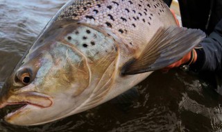 鲑鱼的营养价值（鲑鱼的营养价值?）