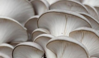 平菇的营养价值 平菇的营养价值及功效与作用