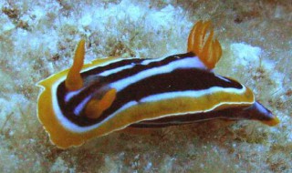 海兔的功效与作用 海兔的功效与作用是什么