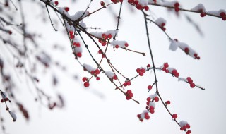 小雪是什么节气 小雪是什么节气?