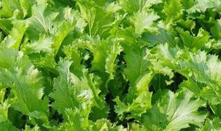 雪里蕻的功效与作用 雪里蕻的功效与作用及使用方法