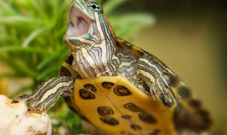 甲鱼的功效与作用 甲鱼的功效与作用吃法与副作用