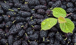 桑椹功效和最佳搭配（桑椹功效和最佳搭配补肾壮阳）