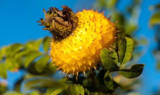 刺梨汁的功效与作用（刺梨汁原液的功效）