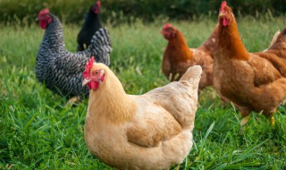 乌鸡和普通鸡的区别 乌鸡和普通鸡的区别6类人群不适宜吃乌鸡